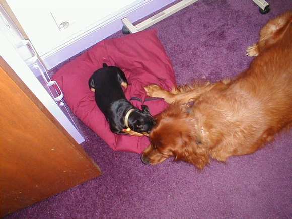 Dogs 8-0018.JPG