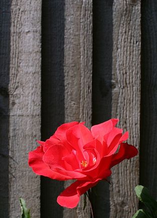 IMG_4209.JPG