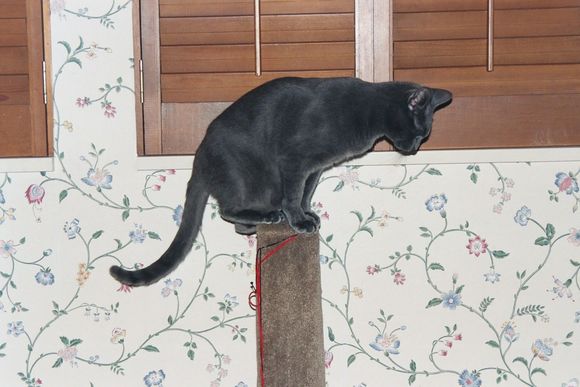 foo cat.JPG