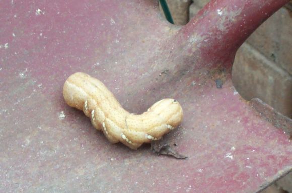 Yard 2008 foreign slug 002.jpg