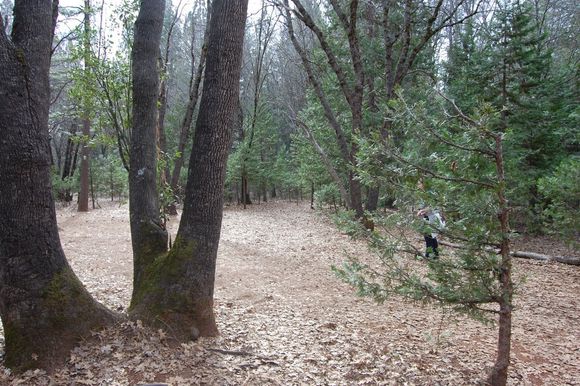 Another shot from the big tree on left...  Turn fairway is T