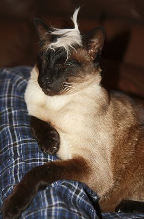 IMG_3404 Zoro toupe.jpg