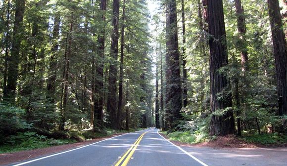 07 redwoods road.jpg