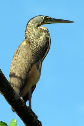 Costa Rica 2009 353.jpg