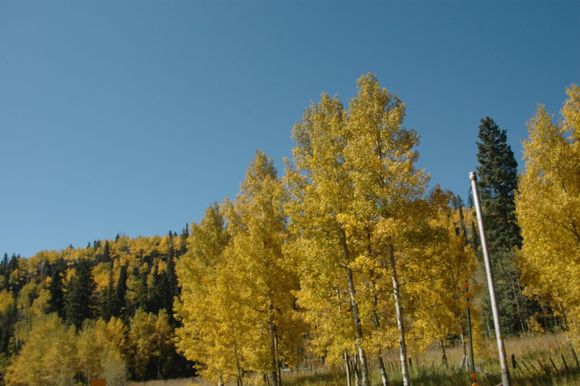 Aspens 099.jpg