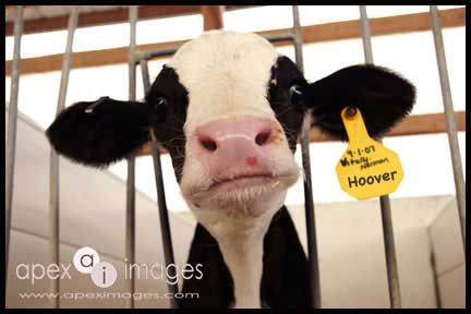 baby-cow2.jpg