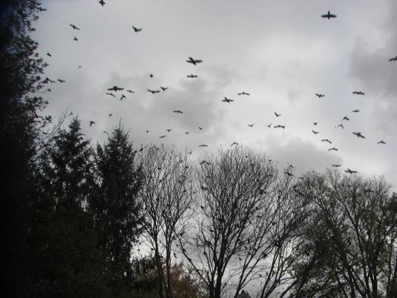 Birds 01.JPG