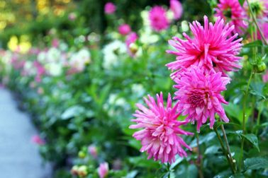 Butchart Gardens flowers.jpg