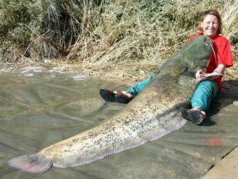 Catfish record 214 lbs