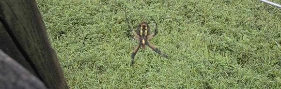 Phobia 9d.jpg