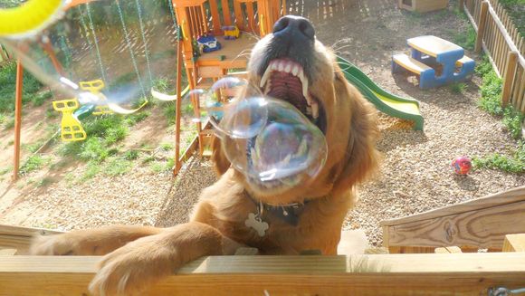 bubble Dog