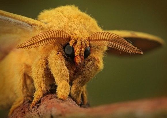 moth