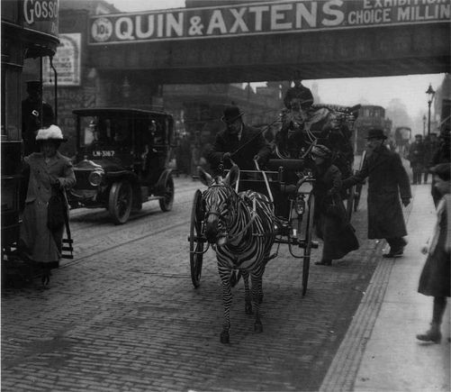 zebra carriage