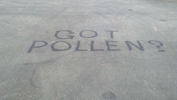 pollen