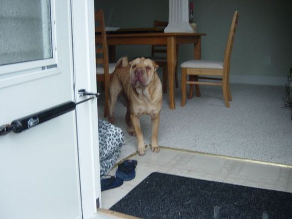 Fraidy-dog.JPG