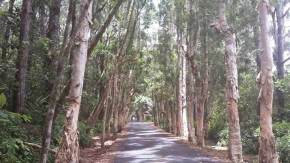 road To alexandra falls