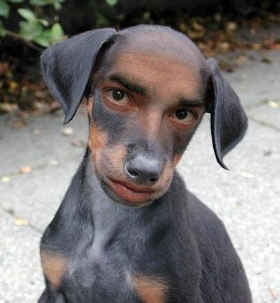 man faced dog.jpg