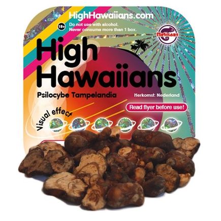 High_Hawaiians_Psilocybe_Tampelandia_2885.jpg.ashx.jpeg