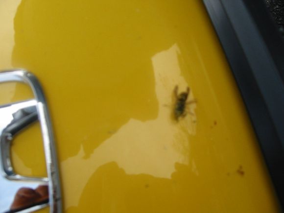 111-1185_IMG.JPG