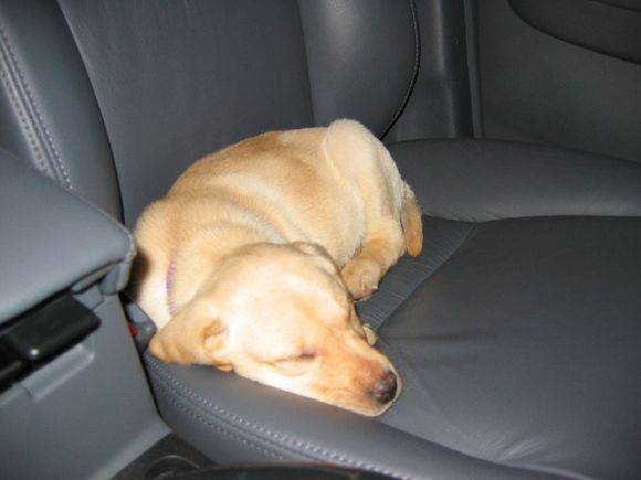 maggiesleepingincar.JPG