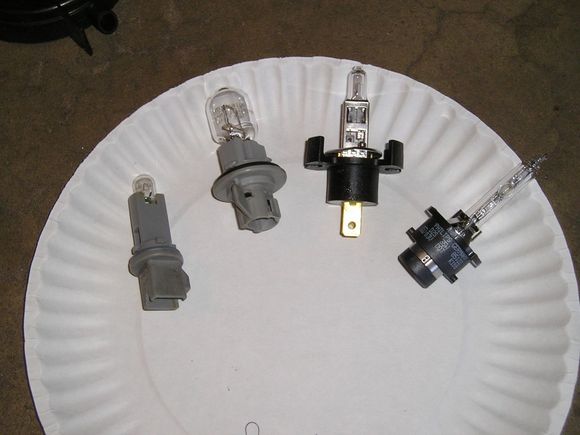 bulbs.JPG