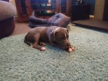 This is my 4 month blue old blue staffy called mayhem