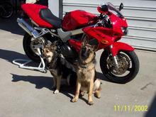 Hawk and dogs