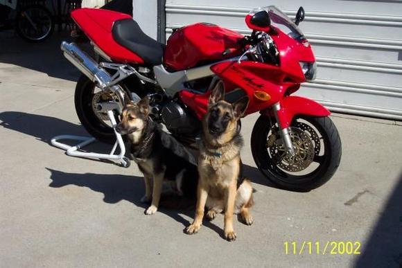Hawk and dogs