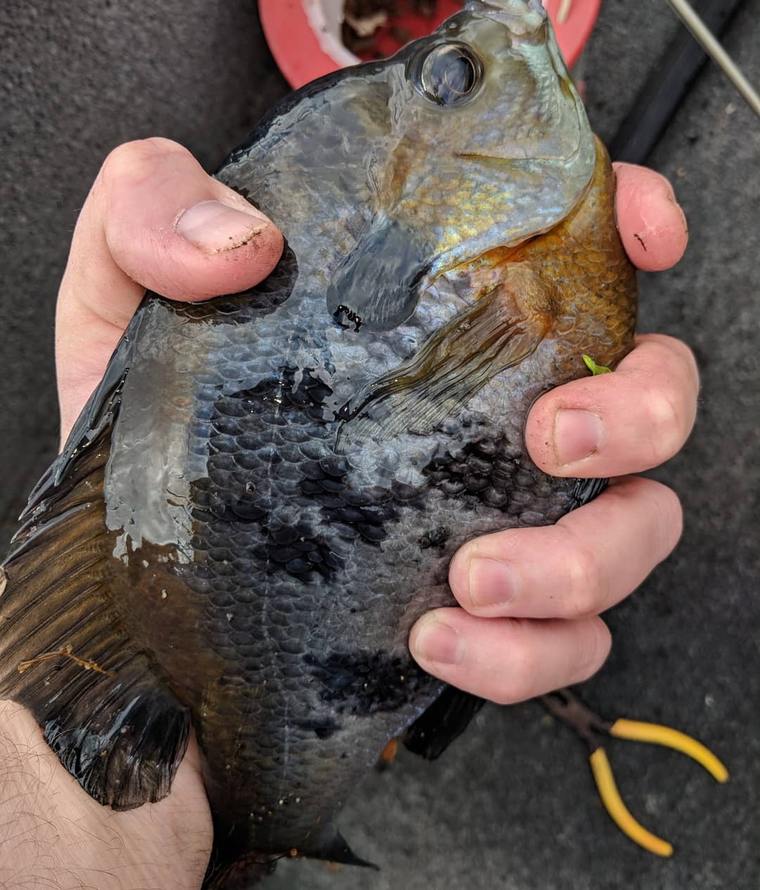 Kayak Bass Fishing- When Owls attack and.. I think I caught me a