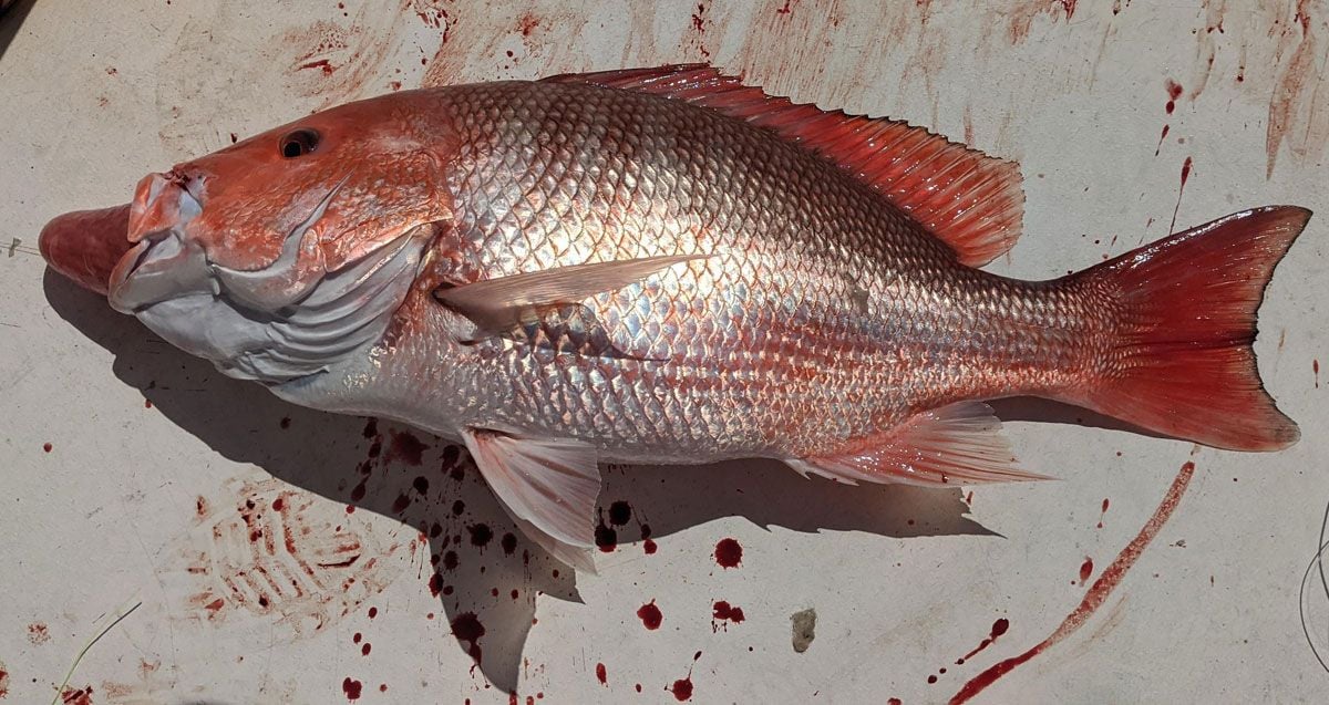 Red Snapper - Ruining bottom fishing - Page 3 - The Hull Truth - Boating  and Fishing Forum