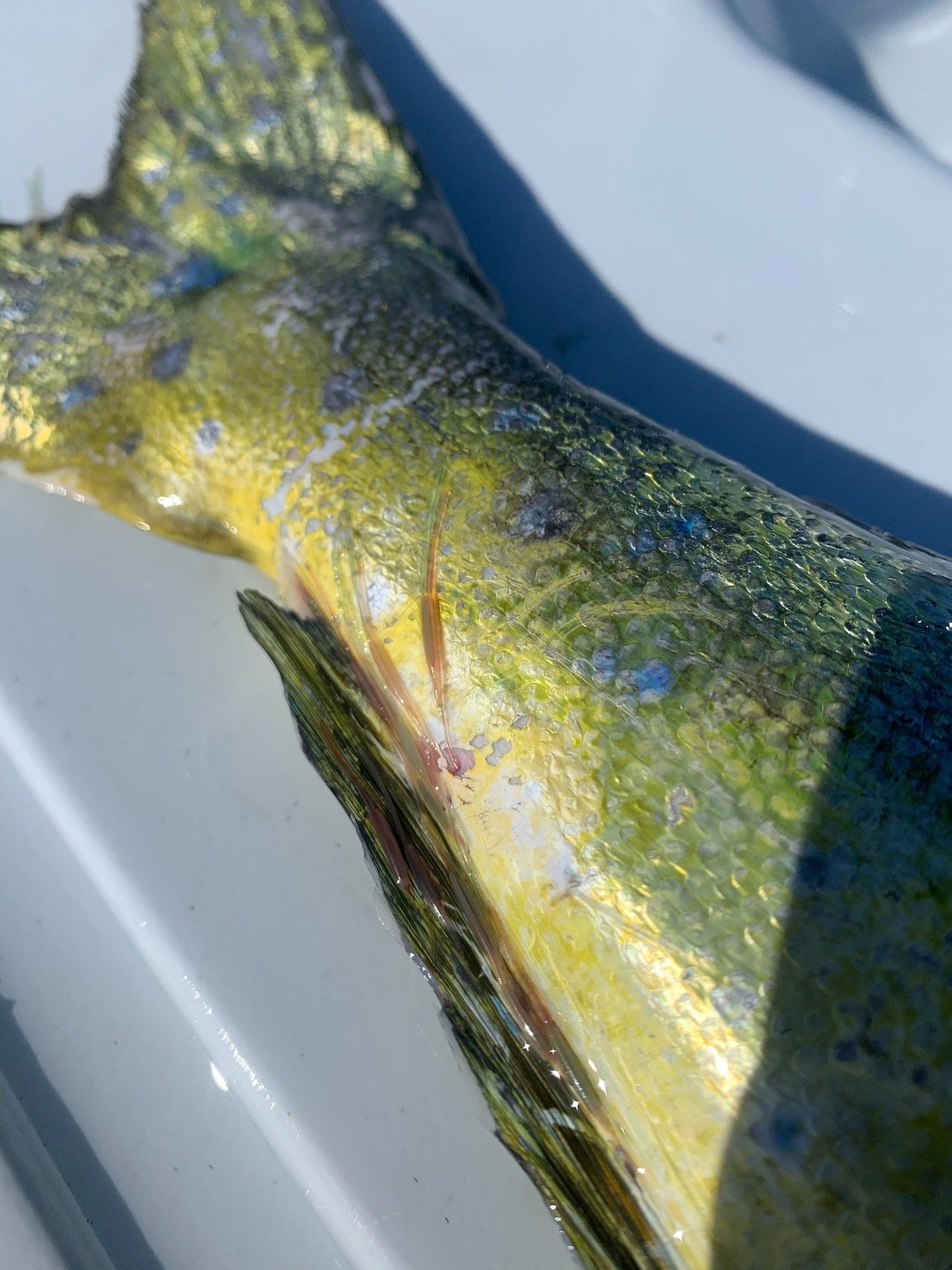 Parasites? Anyone know what's on the fish off JUP The Hull Truth