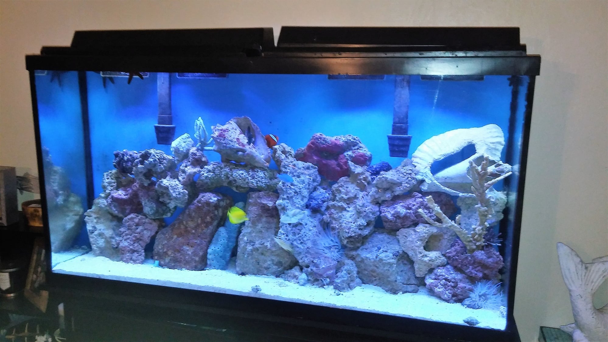Saltwater Fish Tank - The Hull Truth - Boating and Fishing Forum