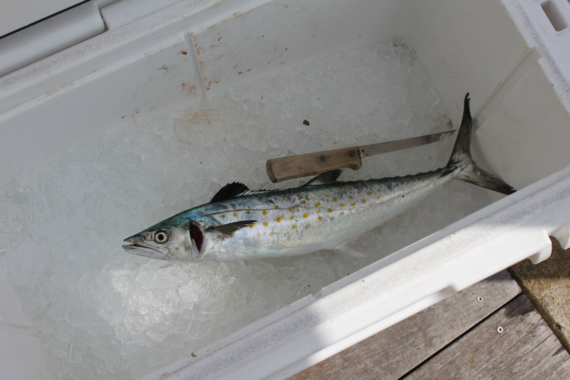 Spanish Mackerel Question - The Hull Truth - Boating and Fishing Forum