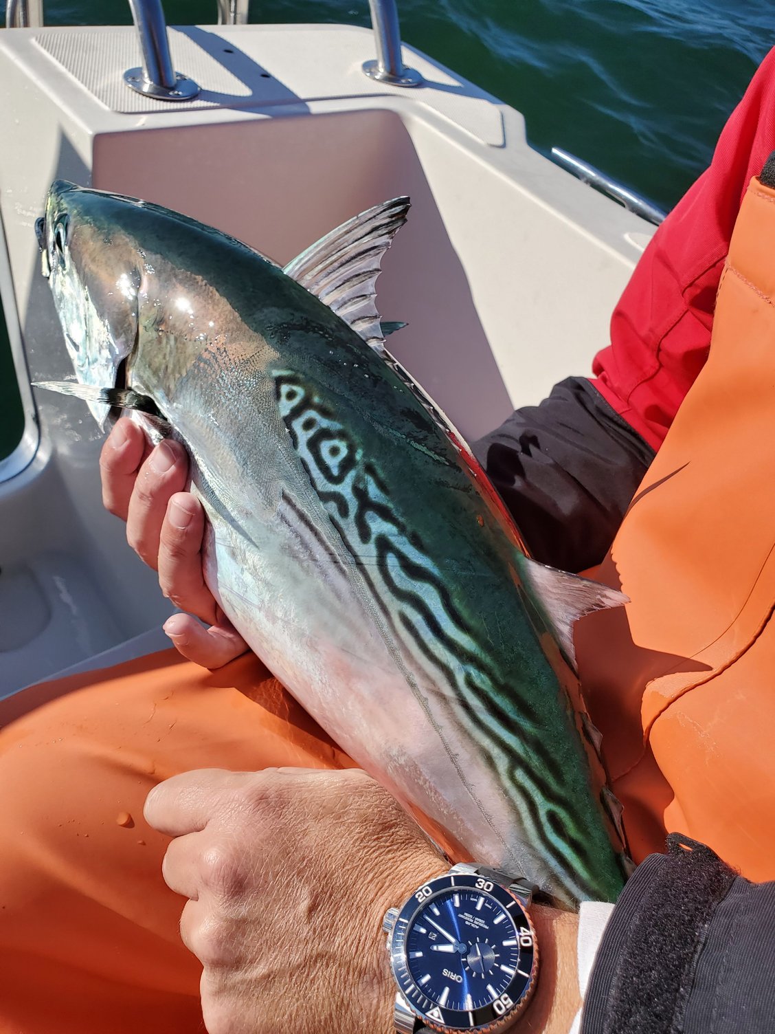 Sandeels, sandeels, and more sand eels - The Hull Truth - Boating and  Fishing Forum