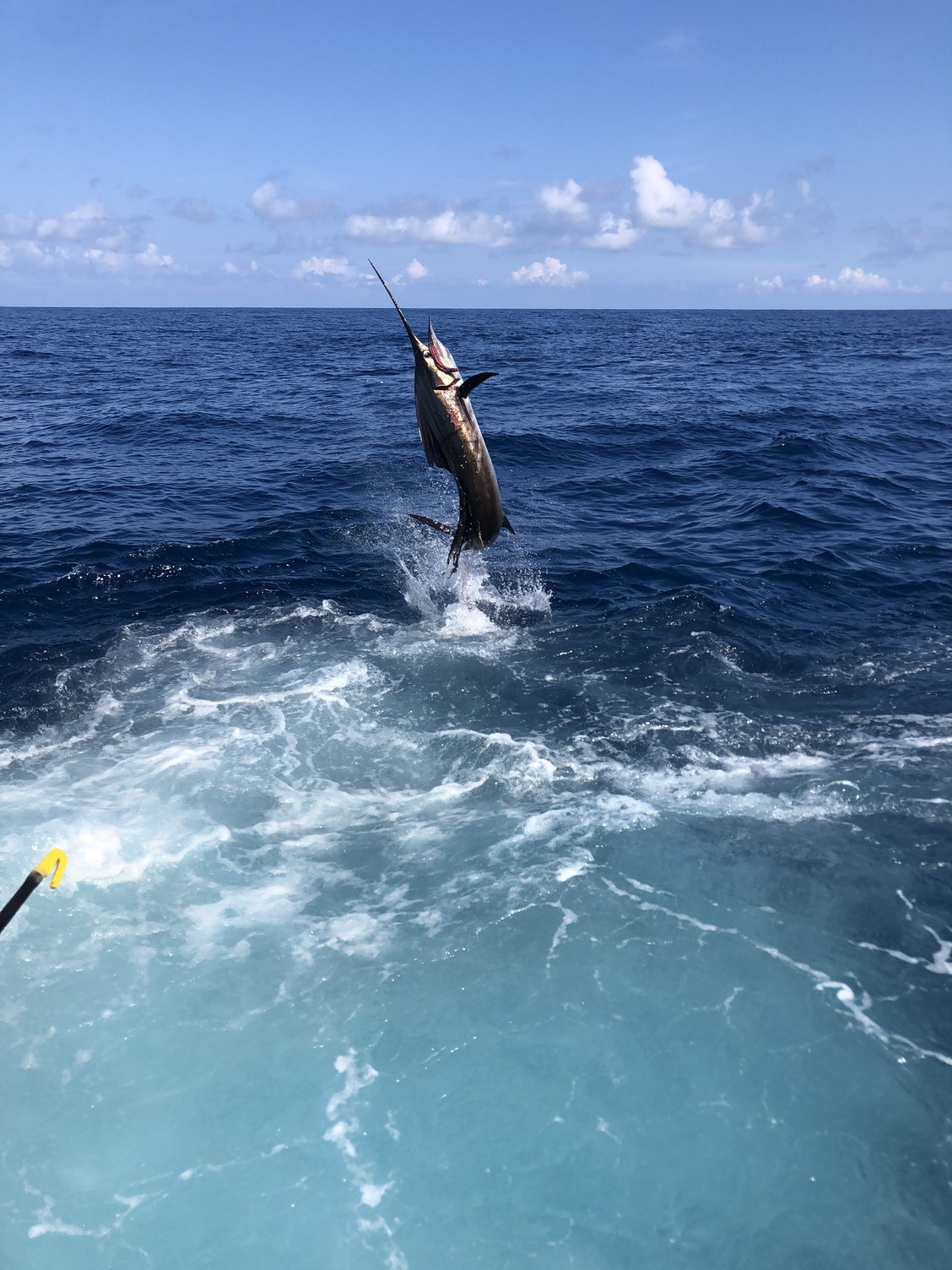 The Best Place for Marlin Fishing in the World - Ecuagringo