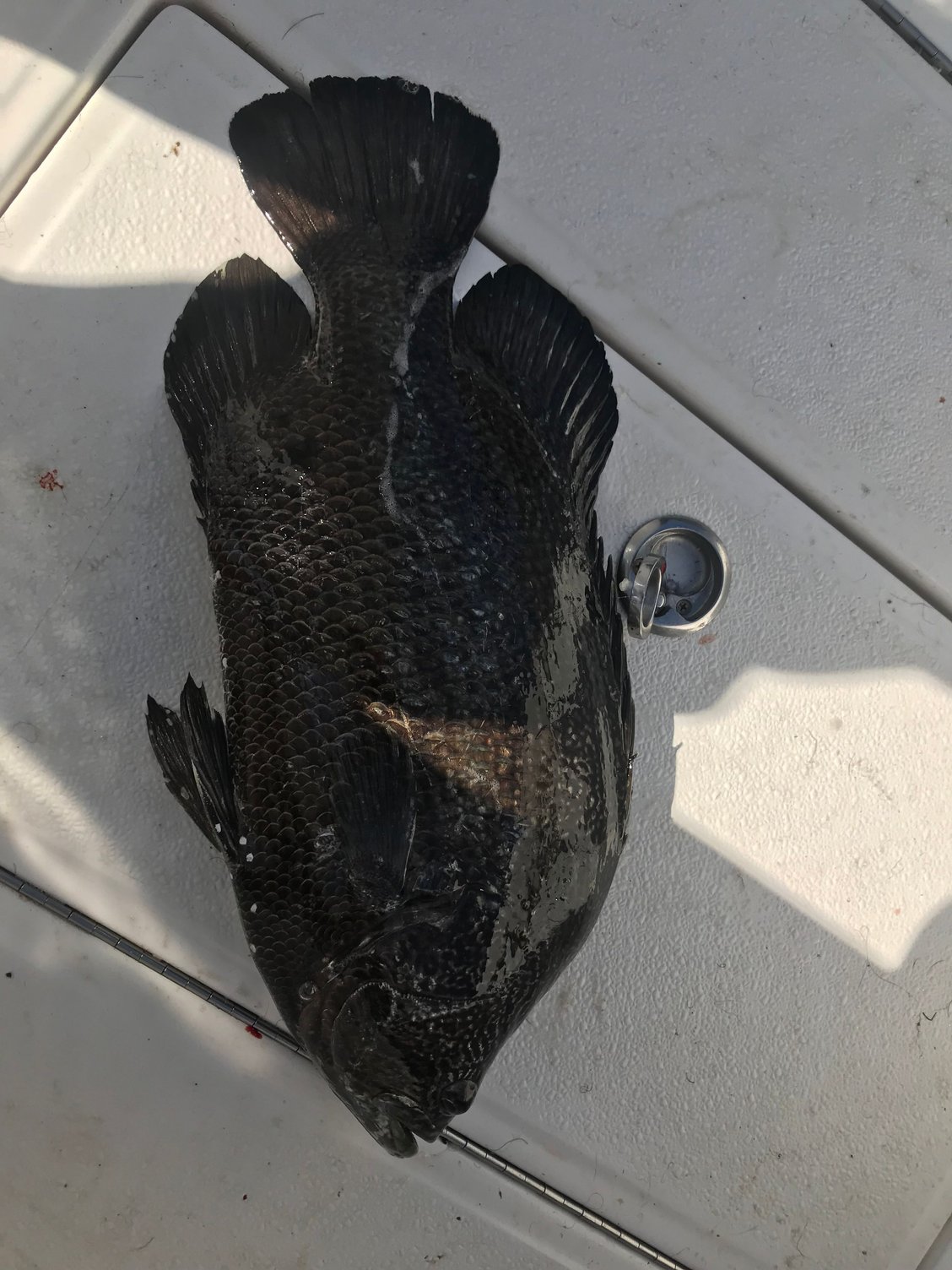 MASSIVE Record Size Tripletail Fish 