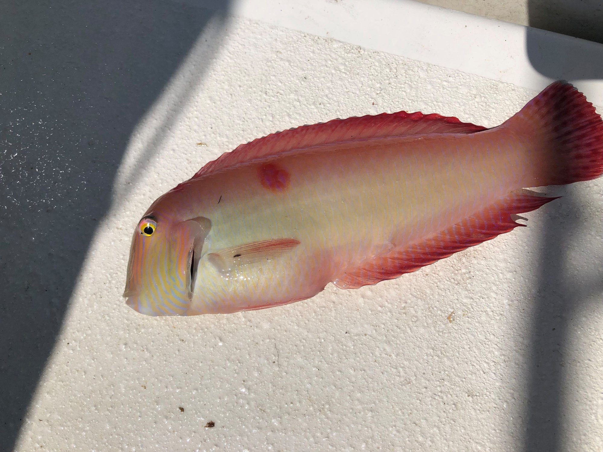 The Unexpected Truth About Fish And Their Reproductive Cycles - equnfp6