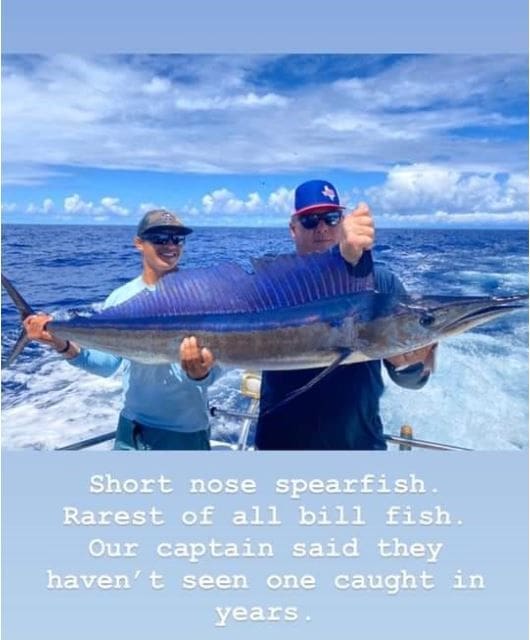 Blue Marlin « Maggie Joe Sport Fishing Oahu Deep Sea Fishing