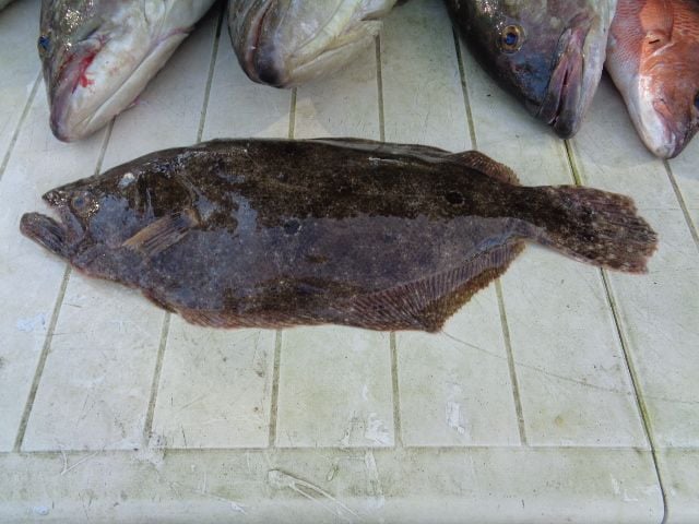 Gag grouper - The Hull Truth - Boating and Fishing Forum
