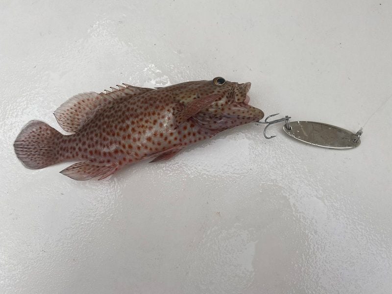 The hot new Grouper bait is a SPOON! - The Hull Truth - Boating and Fishing  Forum