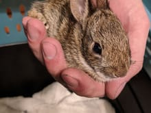 This is a little bunny that somehow got in the garage. I wanted nothing more than to keep him, but wild babbits don't belong inside. He was so soft though.