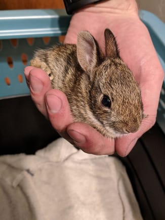 This is a little bunny that somehow got in the garage. I wanted nothing more than to keep him, but wild babbits don't belong inside. He was so soft though.