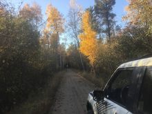 nice morning foliage