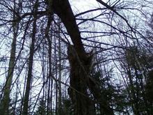 treeontree
