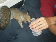 my old pet