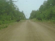 A few moose I seen one day during work