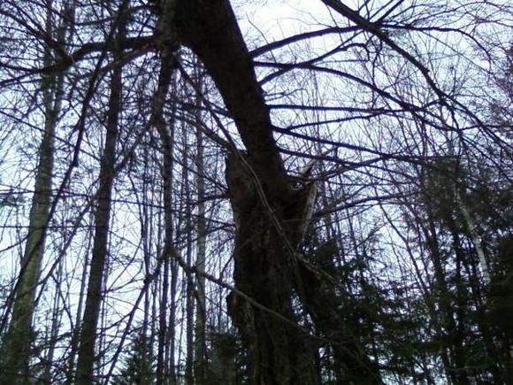 treeontree