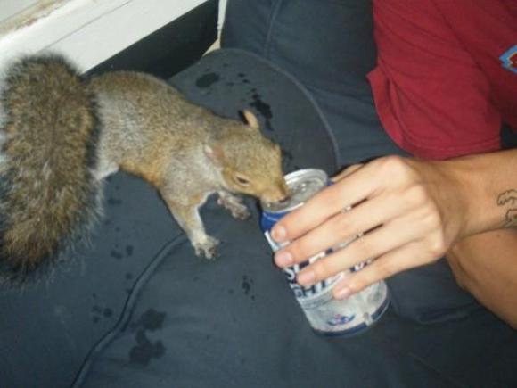 my old pet