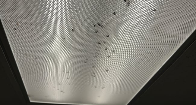 Bugs in common area