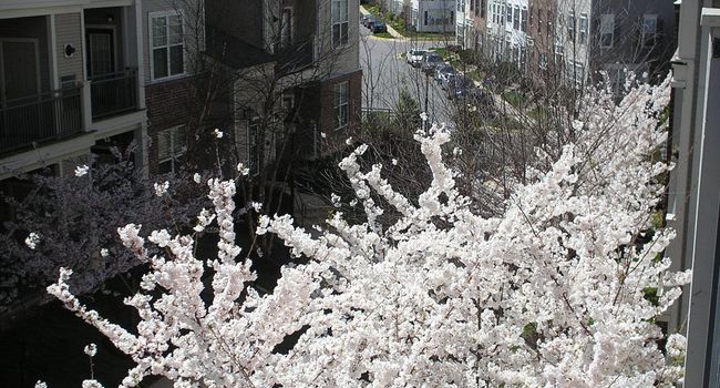 Jefferson Park - 16 Reviews | Falls Church, VA Apartments for Rent | ApartmentRatings©